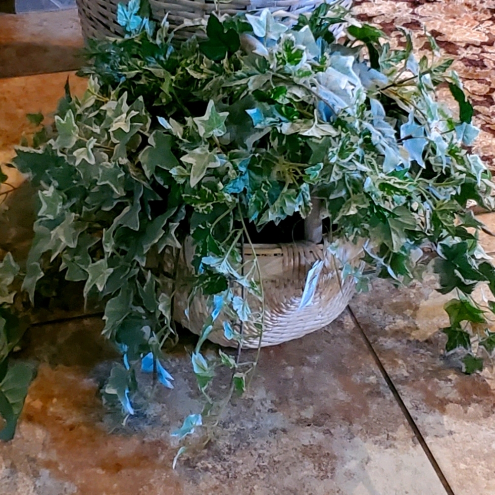 SILK IVY PLANT IN WHITE BASKET
